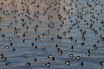 Romanshorn (Schweiz)