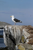 Hornøya (Norwegen)
