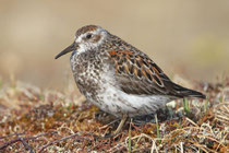 Nome, Alaska (USA) - ssp. tschuktschorum