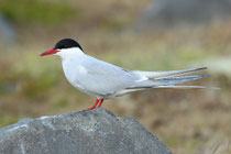 Snæfellsnes (Island)