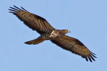 Wespenbussard