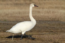 Pfeifschwan