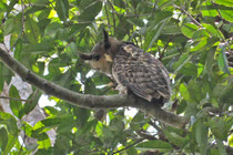 Sinharaja (Sri Lanka)