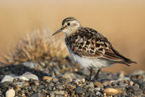 Barrow, Alaska (USA)