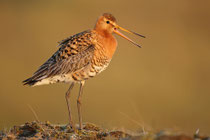 Thingvellir Nationalpark (Island) - Isländische Uferschnepfe (Limosa limosa islandica)