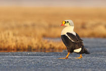 Barrow, Alaska (USA)