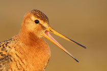 Thingvellir Nationalpark (Island) - Isländische Uferschnepfe (Limosa limosa islandica)