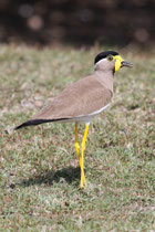 Kalametiya (Sri Lanka)