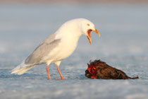 Eismöwe