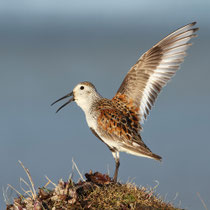 Barrow, Alaska (USA) - ssp. arcticola