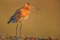 Thingvellir Nationalpark (Island) - Isländische Uferschnepfe (Limosa limosa islandica)