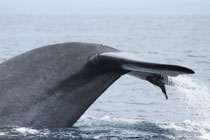 Mirissa (Sri Lanka)
