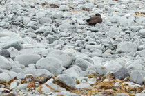 Resurrection Bay (Alaska)