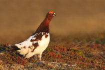 Moorschneehuhn