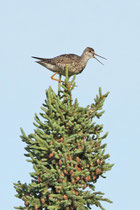 Soldotna, Alaska (USA)