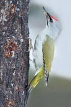 Kussharo, Hokkaido (Japan) - ssp. jessoensis