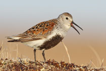 Barrow, Alaska (USA) - ssp. arcticola