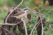 Negombo (Sri Lanka) - Philippinen-Braunwürger, ssp. Lanius cristatus lucionensis