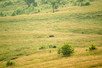 Wildschwein