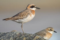 Negombo (Sri Lanka) - ssp. leschenaultii