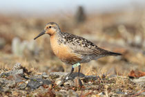 Nome, Alaska (USA) - ssp. roselaari