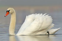 Greifensee (Schweiz)
