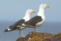 Snæfellsnes (Island)