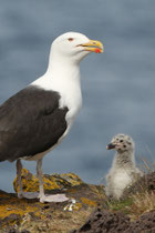 Snæfellsnes (Island)