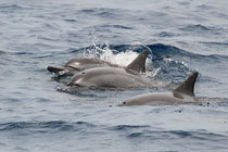 Ostpazifischer Delfin