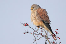 Turmfalke