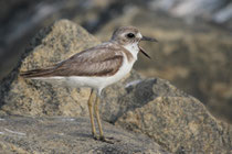 Negombo (Sri Lanka) - ssp. leschenaultii