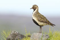 Snæfellsnes (Island)