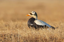 Barrow, Alaska (USA)