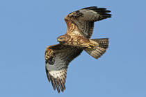 Mäusebussard