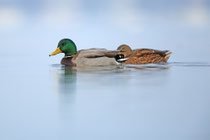 Greifensee (Schweiz)