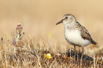 Barrow, Alaska (USA)