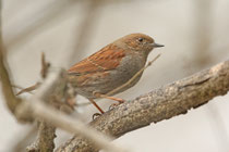 Karuizawa (Japan)