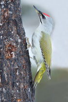 Kussharo, Hokkaido (Japan) - ssp. jessoensis