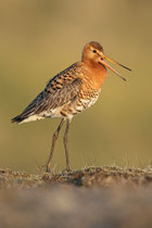 Thingvellir Nationalpark (Island) - Isländische Uferschnepfe (Limosa limosa islandica)