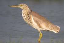Negombo (Sri Lanka)