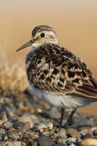 Barrow, Alaska (USA)