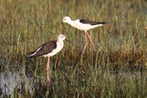 Kalametiya (Sri Lanka)