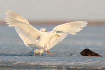 Barrow (Alaska)