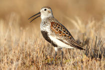 Barrow, Alaska (USA) - ssp. arcticola