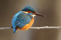Eisvogel
