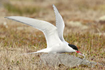 Snæfellsnes (Island)