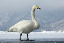 Singschwan