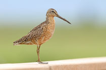 Kleiner Schlammläufer