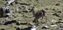 Wildhaus (Schweiz)