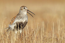 Barrow, Alaska (USA) - ssp. arcticola